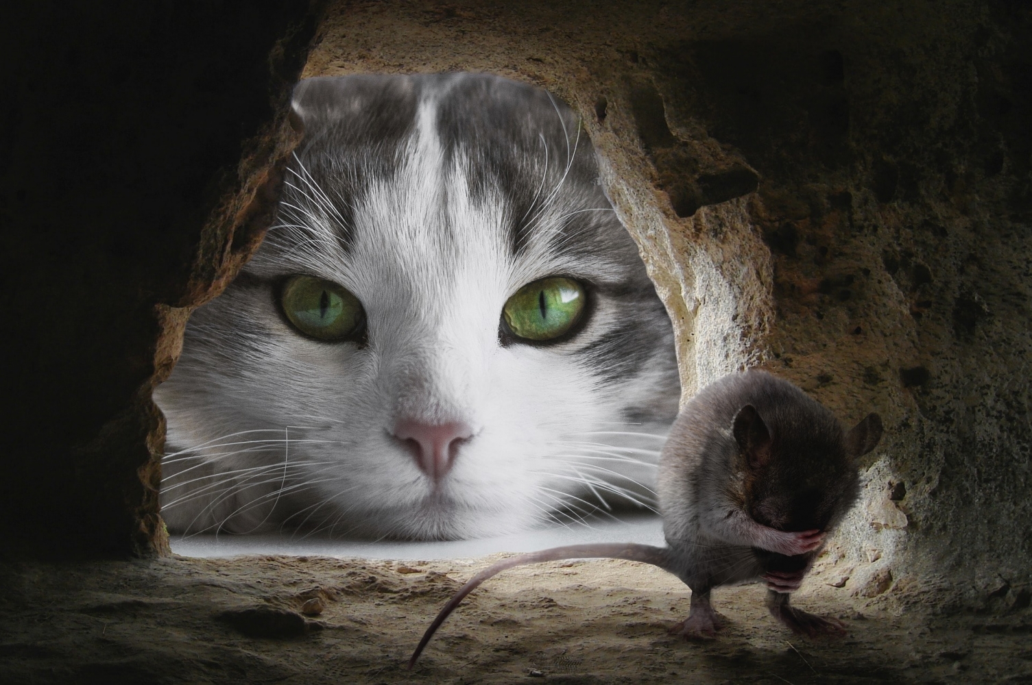 Dans un trou de souris